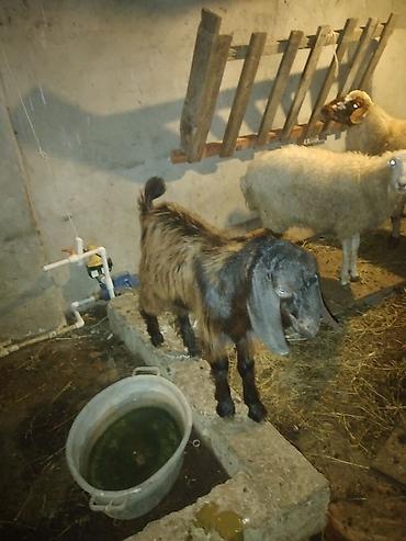 Heleb çəpişi satilir unvan Maştağa erkeydi qoyun vurur die satiram lalafo.az -da Heleb çəpişi satilir unvan Maştağa erkeydi qoyun vurur die satiram
