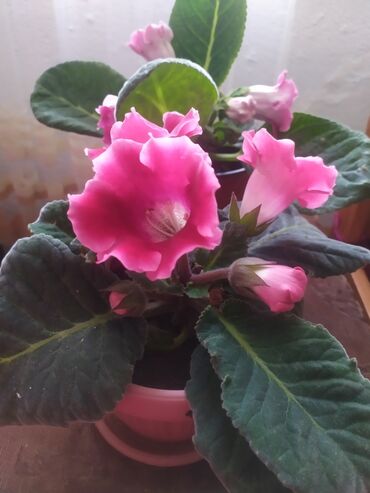 комнатные растения цветы: Продаю цветы глаксинии, цена договорная