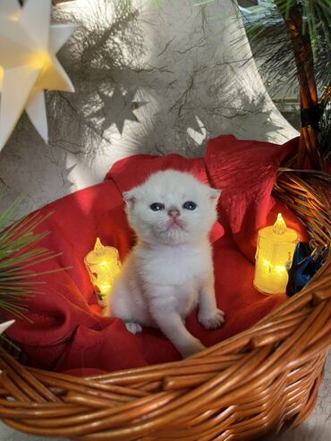 Pişiklər: Britan, Erkək, Dişi — 20