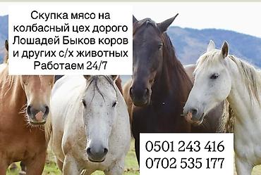 ало тоо: Колбасный цех : Коровы, быки, | Круглосуточно — 1