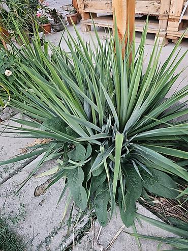 початки кукурузы: Юкка садовая (Yucca filamentosa) — декоративное многолетнее растение — 6