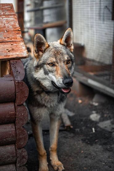 pomeranian cena: Na prodaju prelepi štenci češkoslovačkog vučjeg psa, starosti 2