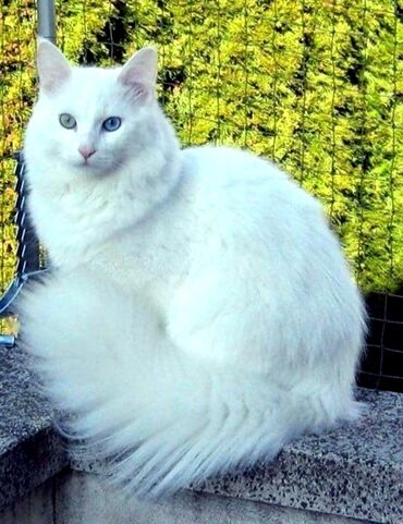 вязка коты: Вязка!! Турецкая ангорка кот возраст 1 год. Вязка для ваших