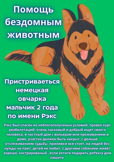отдам щенка немецкой овчарки в хорошие руки: Ит бекер берилет: Немис овчаркасы, 2 жаш, Эркек, Эмделген