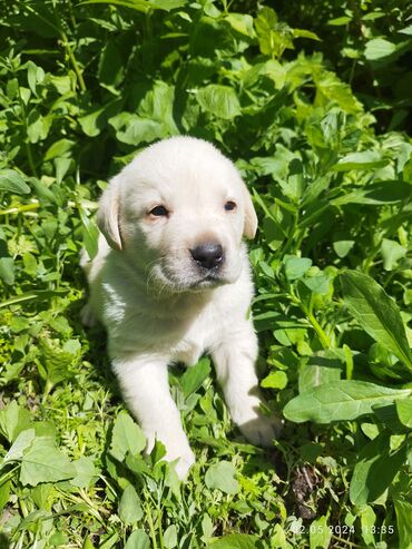 маленький собака: ❗❗❗Продаются чистокровные щенки породы лабродор ретивер с родословной