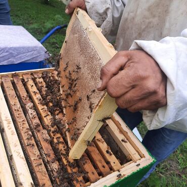 Bal: 100% qarantiya verilir təbii olduğuna! . 100% Təbii Bal zəmanət -da lalafo.az — 2 Bal: 100% qarantiya verilir təbii olduğuna! . 100% Təbii Bal zəmanət — 2