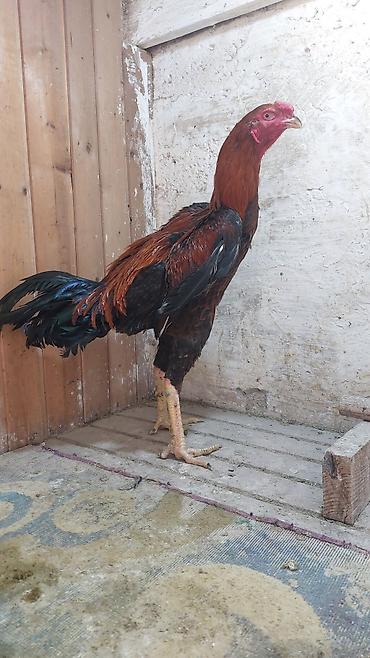 cücə və xoruz: Məhsul: Uzunboyun yerli döyüş tipli xoruz (qamətli, sərt sümüklü) — 3