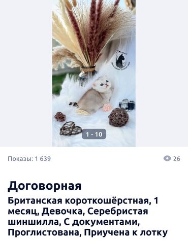 Продажа кошек: Британская короткошёрстная, 1 месяц, Девочка, Серебристая шиншилла, С документами