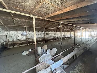 Kommersiya daşınmaz əmlakının satışı: Satılır: Heyvandarlıq kompleksi/ferma sahəsi - Geniş, hasarlanmış — 6