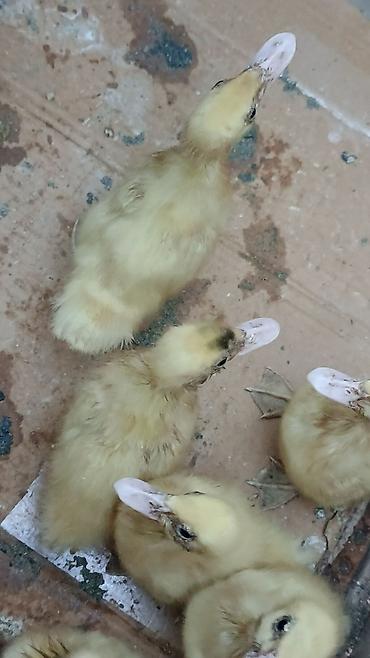 ordəy: Muscovy ördək balaları (sarı tüklü civcivlər) — 4