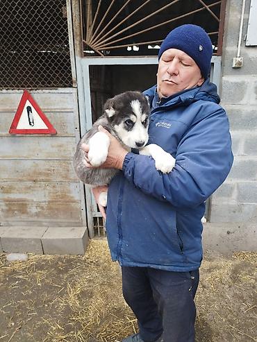 Продажа собак: Шикарные Щенки САО . Среднеазиатской Овчарки ХОРОШИХ БОЙЦОВСКИХ — 8