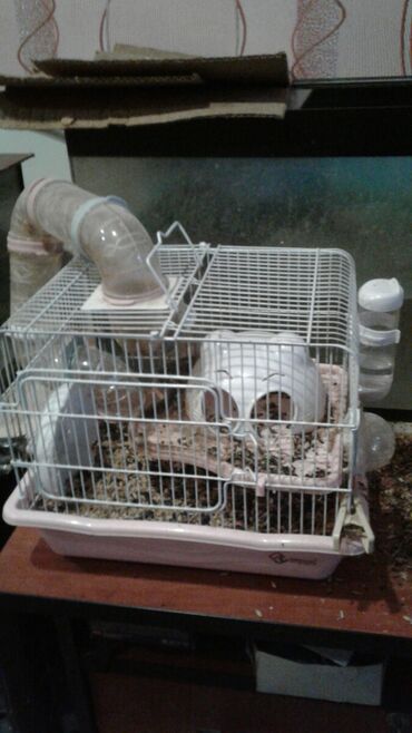 Qəfəslər: Xamyak ucun Qefes satilir qiyməti 25 azn bashqa qefeslerde var -da lalafo.az — 16 Qəfəslər: Xamyak ucun Qefes satilir qiyməti 25 azn bashqa qefeslerde var — 16