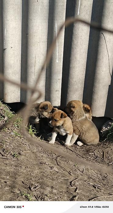 Отдам даром собаку: Отдам щенков Особенности: - шерсть плотная, короткая, легко — 7