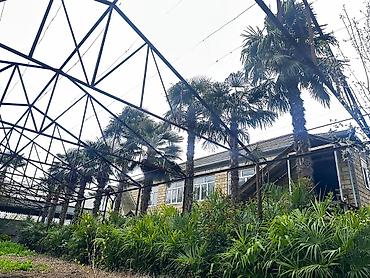 palmalar: Beyləqan rayonu, Daşburun kəndində yerləşən 10 ədəd sağlam, 20 illik — 6
