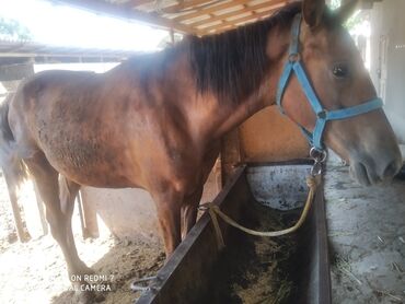 семиз жылкылар: Продаю лошадь 🐎