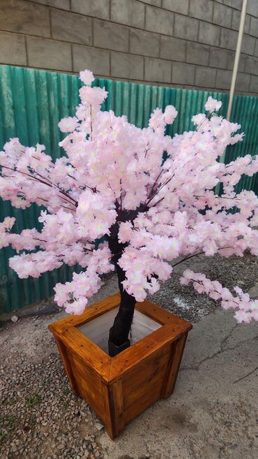 Декоративные цветы: Сакура искусственное дерево высота 2 м ширина 2 м цена от 1000 сом at lalafo.kg — 16 Декоративные цветы: Сакура искусственное дерево высота 2 м ширина 2 м цена от 1000 сом — 16