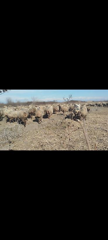 Qoyunlar, qoçlar: Dişi, il: 1, 50 kq, Damazlıq, Ünvandan götürmə -da lalafo.az — 3 Qoyunlar, qoçlar: Dişi, il: 1, 50 kq, Damazlıq, Ünvandan götürmə — 3