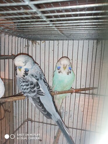 Digər quşlar: Çex cütler satılır papuqaylar təmiz qan vıstıvıcnıy vıstıvka sərgi — 8