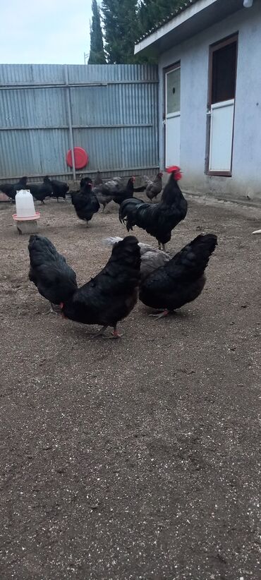 Xoruzlar: Avstrolob yumurtası və cucəsi sifariş olnur sifariş qabagcadan — 4