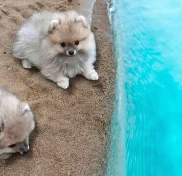 Psi: Oduševićemo vaša srca predivnim Pomerancima iz našeg pažljivo — 2