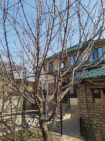 талас терек: Услуги садовника. делаю обрезку плодовых деревьев и кустарников — 7