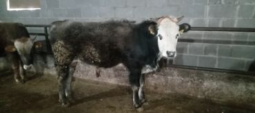 Коровы, быки: Продаю | Бык (самец) | Алатауская | На откорм, Для разведения — 4