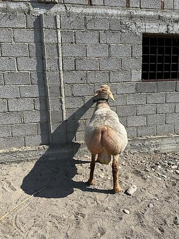 Баран, овца: Продаю | Баран (самец) | Арашан | Для разведения — 3