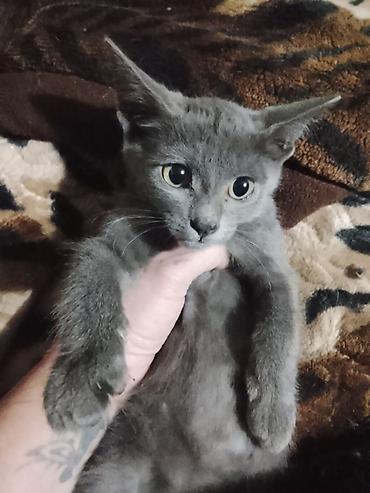кошка серый: Отдам котят в добрые руки 2 месяца — 1