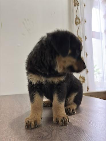 İtlər: Rotveyler, 2 ay, Dişi — 7