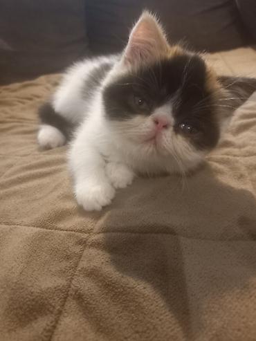 Mačke: Na prodaju mačići persijske egzotične (Exotic Shorthair) rase. Vrlo na lalafo.rs — 11 Mačke: Na prodaju mačići persijske egzotične (Exotic Shorthair) rase. Vrlo — 11