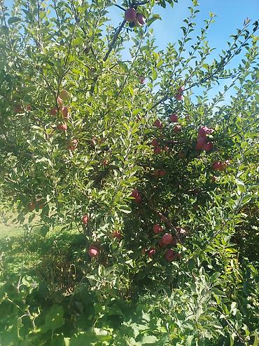 Другие услуги: Жемиш багын Оз убагында, туура бутоо Мол тушум Алма бак бутайбыз Ар — 15