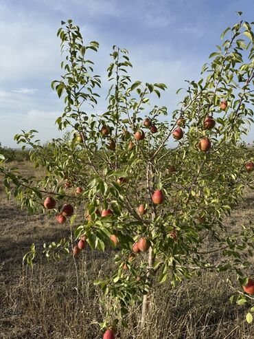Груши: Груши В розницу, Самовывоз — 12