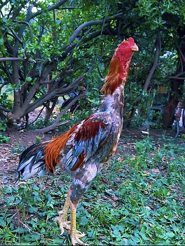 etlik inek cinsleri: Xoruz, Heyratı, il: 1, Ödənişli çatdırılma, Rayonlara çatdırılma, Ünvandan götürmə — 1