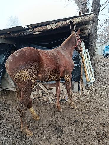 Лошади, кони: Продаю | Жеребенок | Рабочий, Конный спорт — 1