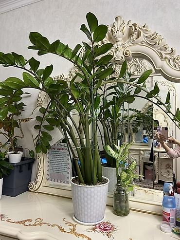 Другие комнатные растения: Комнатные крупномеры, готовые для озеленения интерьера. Состав: - — 31