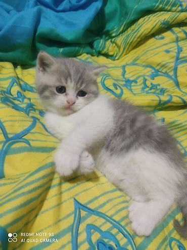 cat ruletka: Şotland, Erkək, Dişi, Ödənişli çatdırılma — 2