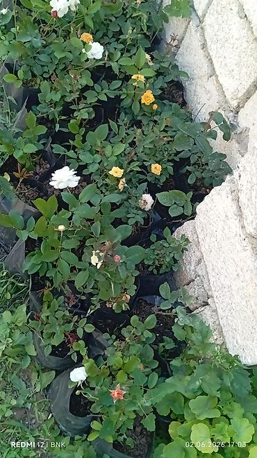 Çöl bitkiləri: Çöl bitkiləri -da lalafo.az — 15 Çöl bitkiləri: Çöl bitkiləri — 15