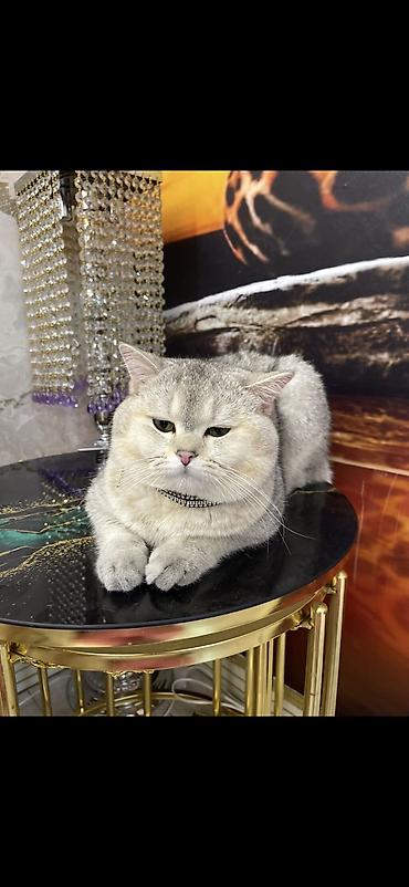 Pişiklər: Şinşilla, Erkək, Cütləşmə üçün — 4