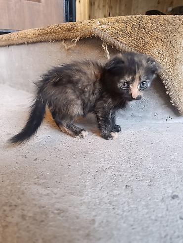 мяу мяу: В добрые и ответственные руки!! Котята трёхцветных и дымчатых окрасов — 3