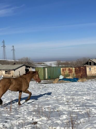 Лошади, кони: Продаю | Кобыла (самка) | Для разведения — 4