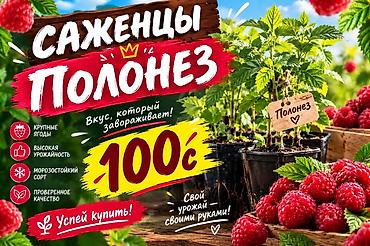 Полонез малинасынын көчөттөрү сатылат! 🔥 Мөмөсү: Абдан ири, даамы