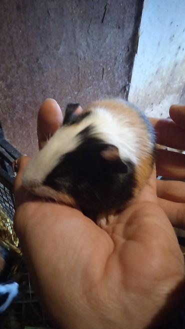 hamster qiymetleri: 4bala var 1erkek 3disi real alici yazsin ünvan kürdaxani metroya — 6
