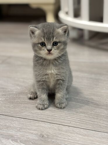 ən şirin pişiklər: Şinşilla, Erkək, Dişi, Yaxşı əllərə, Ünvandan götürmə, Pulsuz çatdırılma, Ödənişli çatdırılma