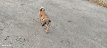 balaca cins itler: 2 il, Dişi, Ünvandan götürmə