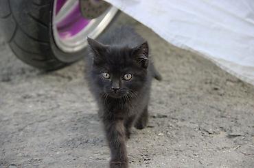 Продажа кошек: 2 месяца, Мальчик — 6