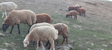 Qoyunlar, qoçlar: Ətraflı məlumat üçün yazın — 7