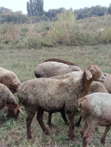 курдючные бараны: Продаю | Овца (самка) | Гиссарская, Арашан | Для разведения | Племенные