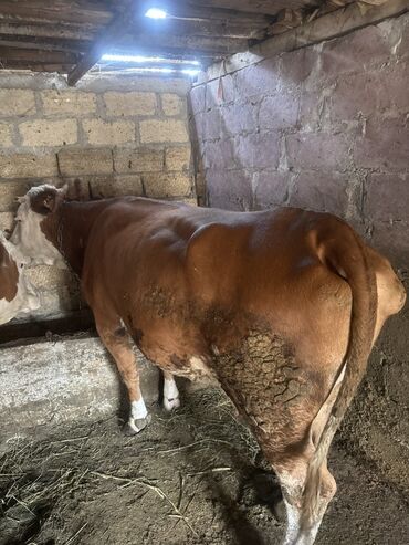 Inəklər, öküzlər: Inəklər öz qapimizin heyvnalradir saf qan simental balalari ilə — 1