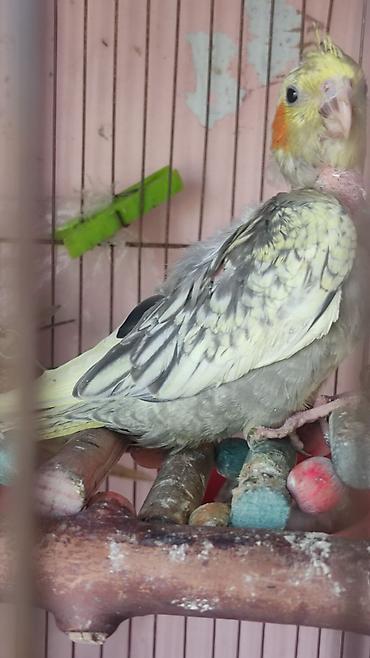 touz quşu: Nymph paraket (Cockatiel) – nadir rəngli balalar - Növ: Nymph paraket — 2
