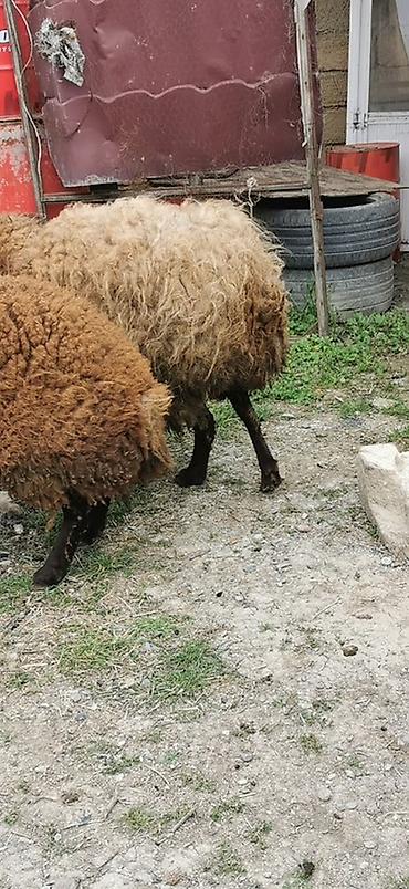 südlük inek satilir: Qoyunlar – yerli cins, qəhvəyi rəngli - Say: 2 baş 2 dişi Qala — 7